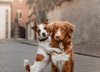 Animal Love